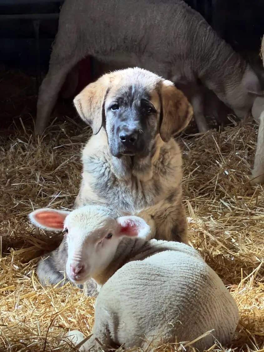 Mastin español de Ganadería Faedo en León