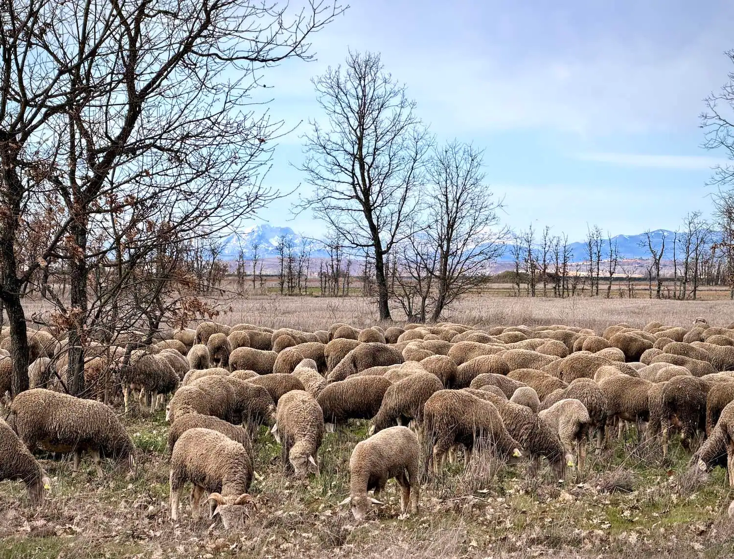 Ovino en extensivo de Ganadería Faedo en León, España