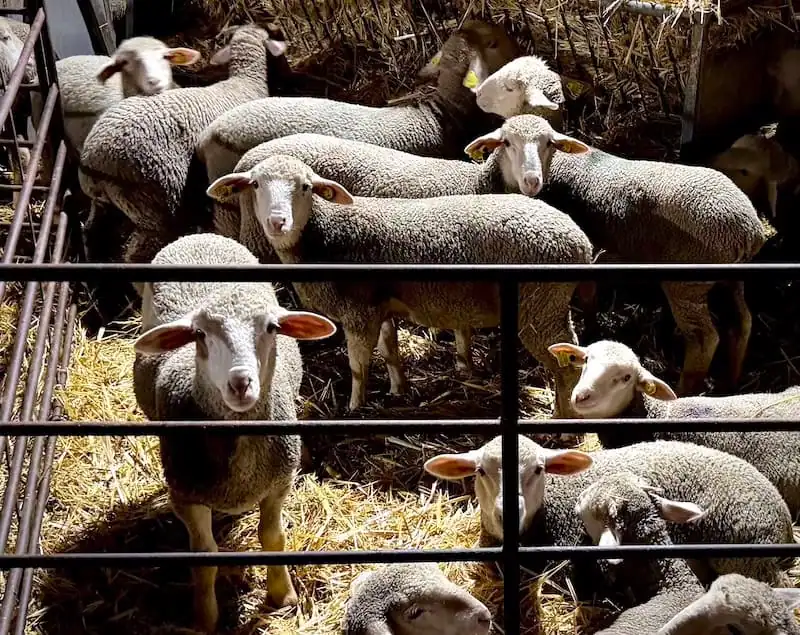 Recría oveja merina de Ganadería Faedo en León, España