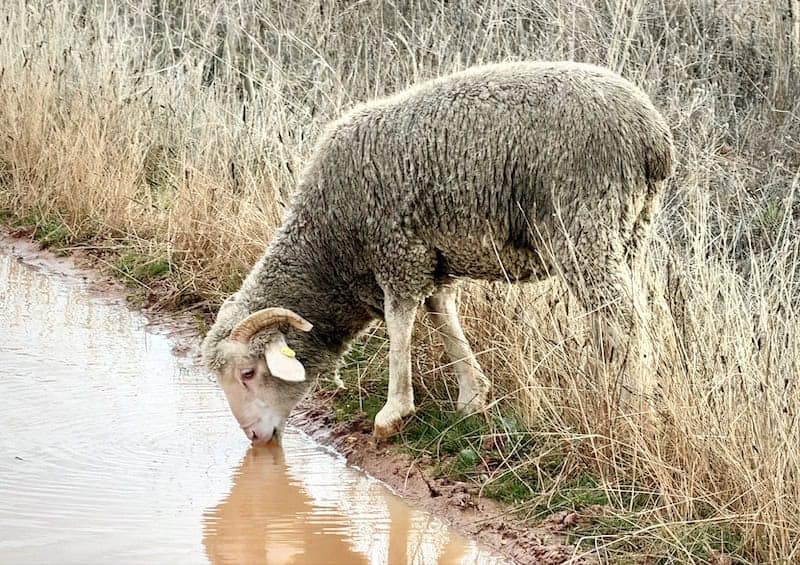 Merino sheep in Ganadería Faedo, Spain
