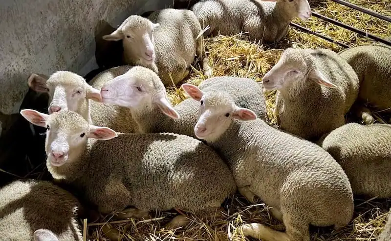Merino Ewe lambs, Ganadería Faedo, Spain